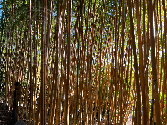 Zen bambo