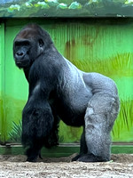 Zen gorilla IMG_3804 (2)