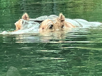 Zen hippo IMG_3821 (2)